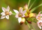 Wild Garlic