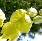 Louisiana Yucca