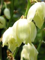 Louisiana Yucca