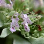 Whiteleaf Mountainmint