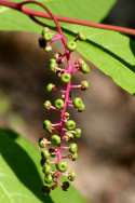 Pokeweed