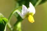 Common Nightshade