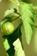 Common Nightshade