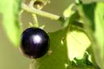 Common Nightshade