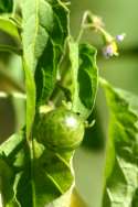 Common Nightshade