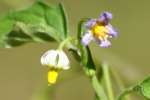 Common Nightshade