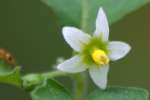 Common Nightshade