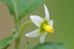 Common Nightshade