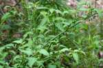 Common Nightshade