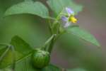 Common Nightshade