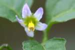 Common Nightshade