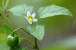 Common Nightshade