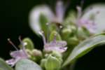 Whiteleaf Mountainmint