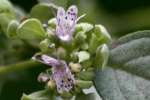 Whiteleaf Mountainmint