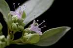 Whiteleaf Mountainmint