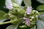 Whiteleaf Mountainmint