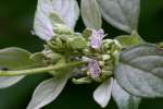 Whiteleaf Mountainmint