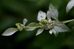 Whiteleaf Mountainmint