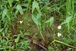 Broadleaf Arrowhead