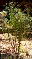 Late-flowering Boneset