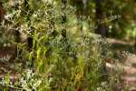 Late-flowering Boneset