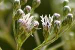 Late-flowering Boneset