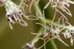 Late-flowering Boneset