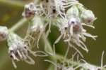 Late-flowering Boneset