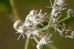 Late-flowering Boneset