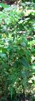 Late-flowering Boneset