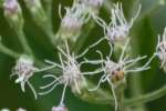 Late-flowering Boneset