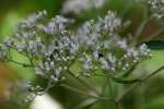 Late-flowering Boneset