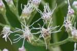 Late-flowering Boneset