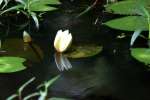 Water Lily