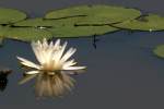 Water Lily