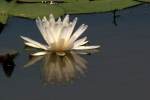 Water Lily