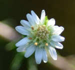 Heath Aster