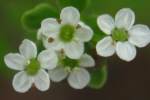 Hairyfruit Chervil