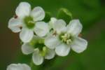 Hairyfruit Chervil