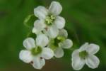 Hairyfruit Chervil