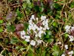 Cardamine bulbosa