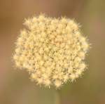 Queen Anne's Lace / Wild Carrot