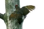 Northern Flicker - Courtship and Mating