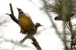 Northern Flicker - Courtship and Mating