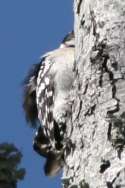 Hairy Woodpeckerers