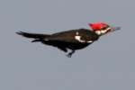 Pileated Woodpecker in Flight