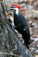 Pileated Woodpeckerers
