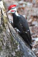 Pileated Woodpeckerers