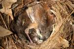 Carolina Wren Nest