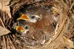 Carolina Wren Nest